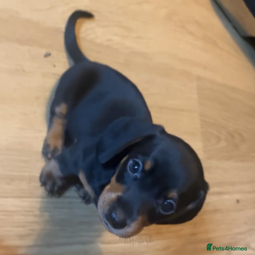 Dachshund dogs for sale: Exceptional Puppies 1 Boy boy left  - Advert 14