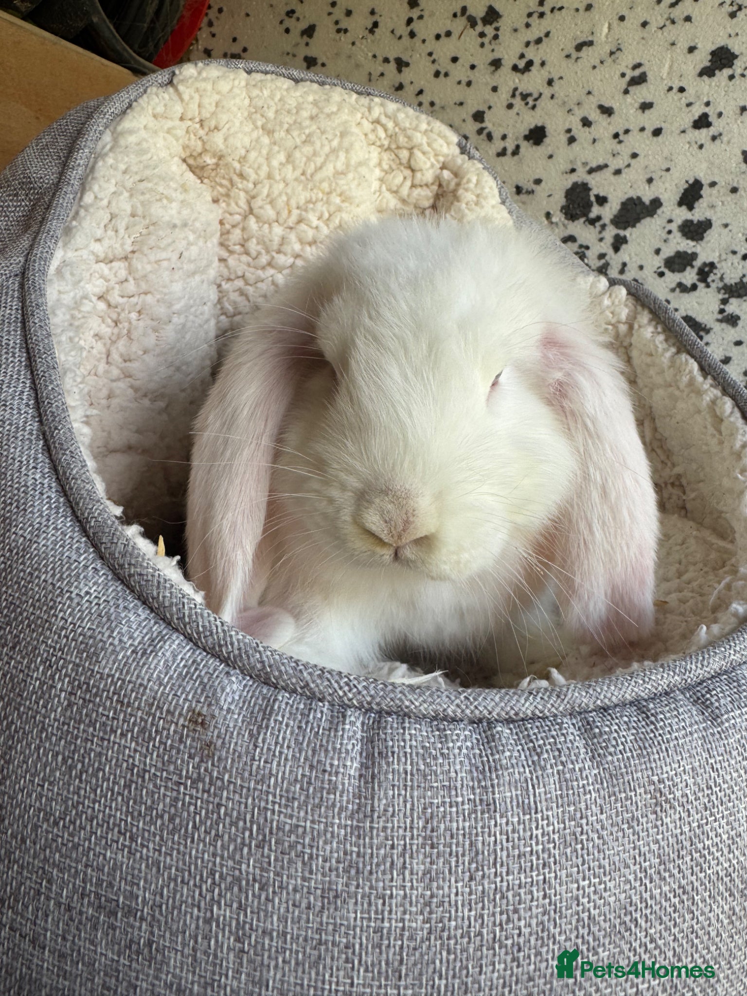 French Lop rabbits French Giant Lop - Advert 2