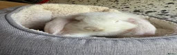 French Lop rabbits for sale: French Giant Lop in Ashford - Advert 2