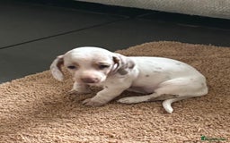 Dachshund dogs for sale: Beautiful Dachshund pups for sale  - Image 1