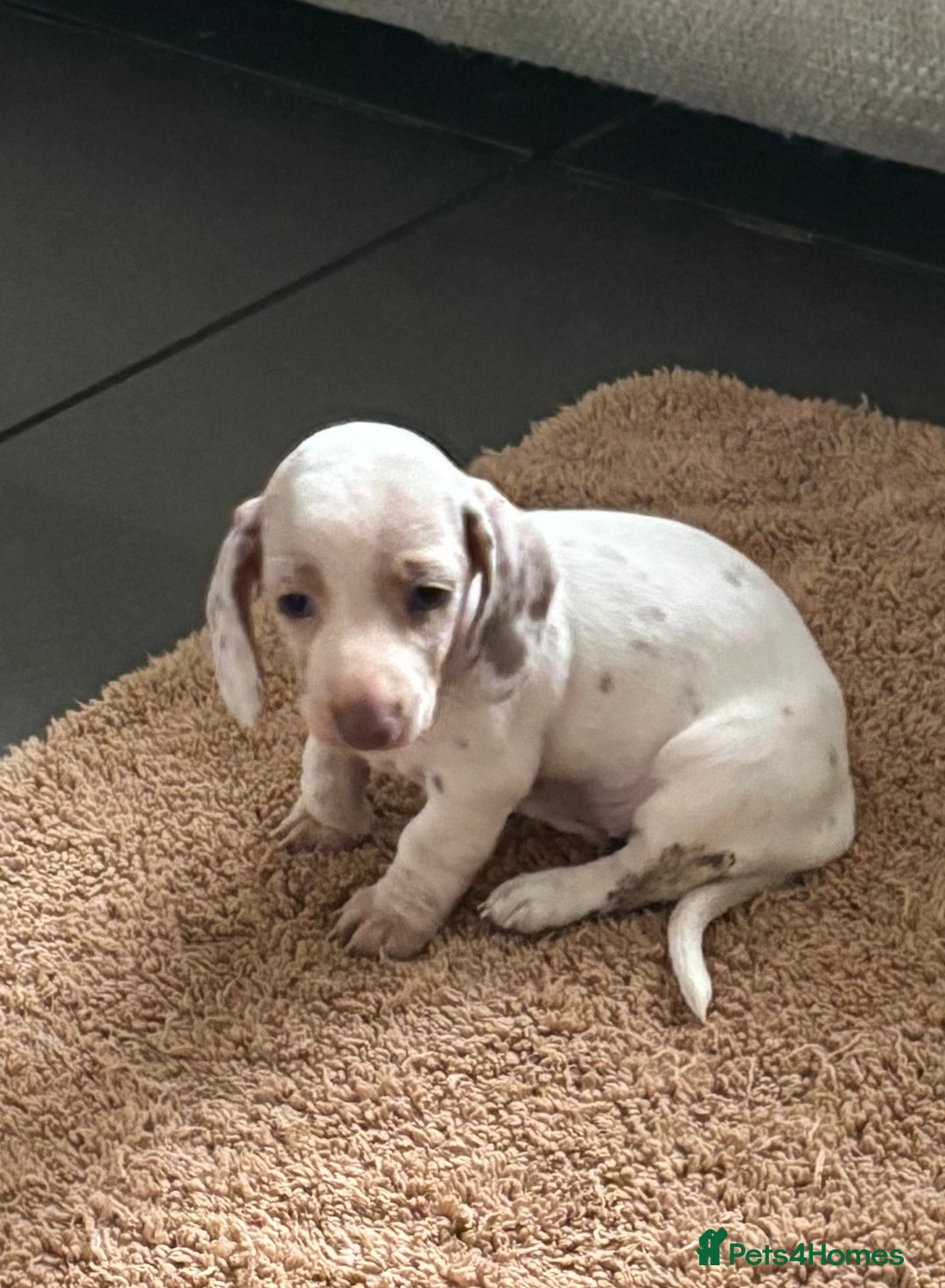 Dachshund dogs for sale: Beautiful Dachshund pups for sale  - Image 1