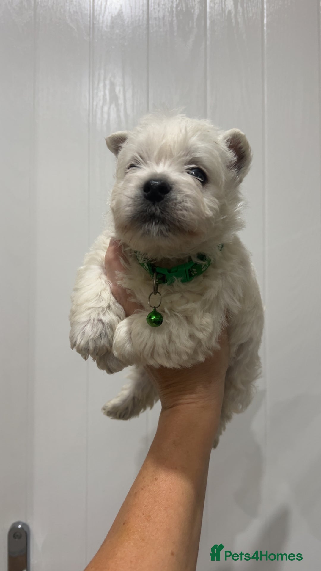 West Highland Terrier dogs for sale: Kc registered west highland white puppies.  - Advert 9
