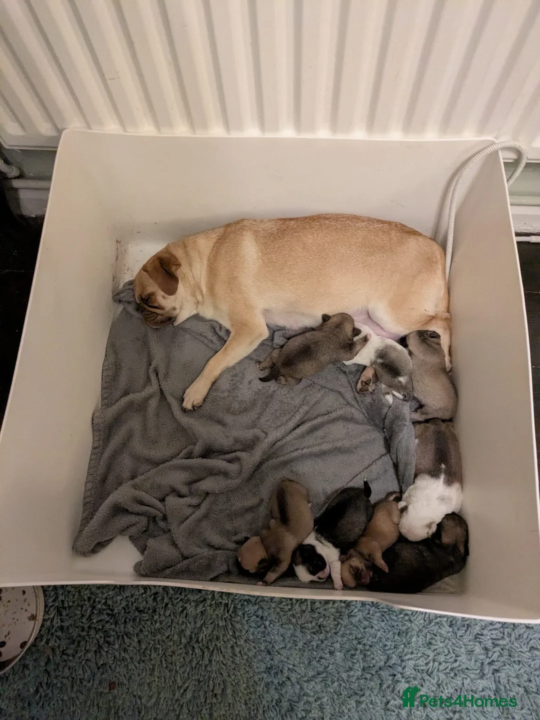 Pug dogs for sale: Rare panda pugs - Advert 10