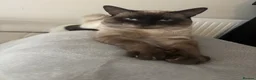 Siamese cats for sale: Siamese male cat - Advert 3