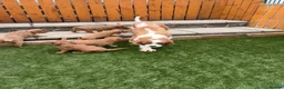 Cavapoo dogs for sale: Stunning F1 Cavapoo pups, out of DNA tested parent - Advert 8