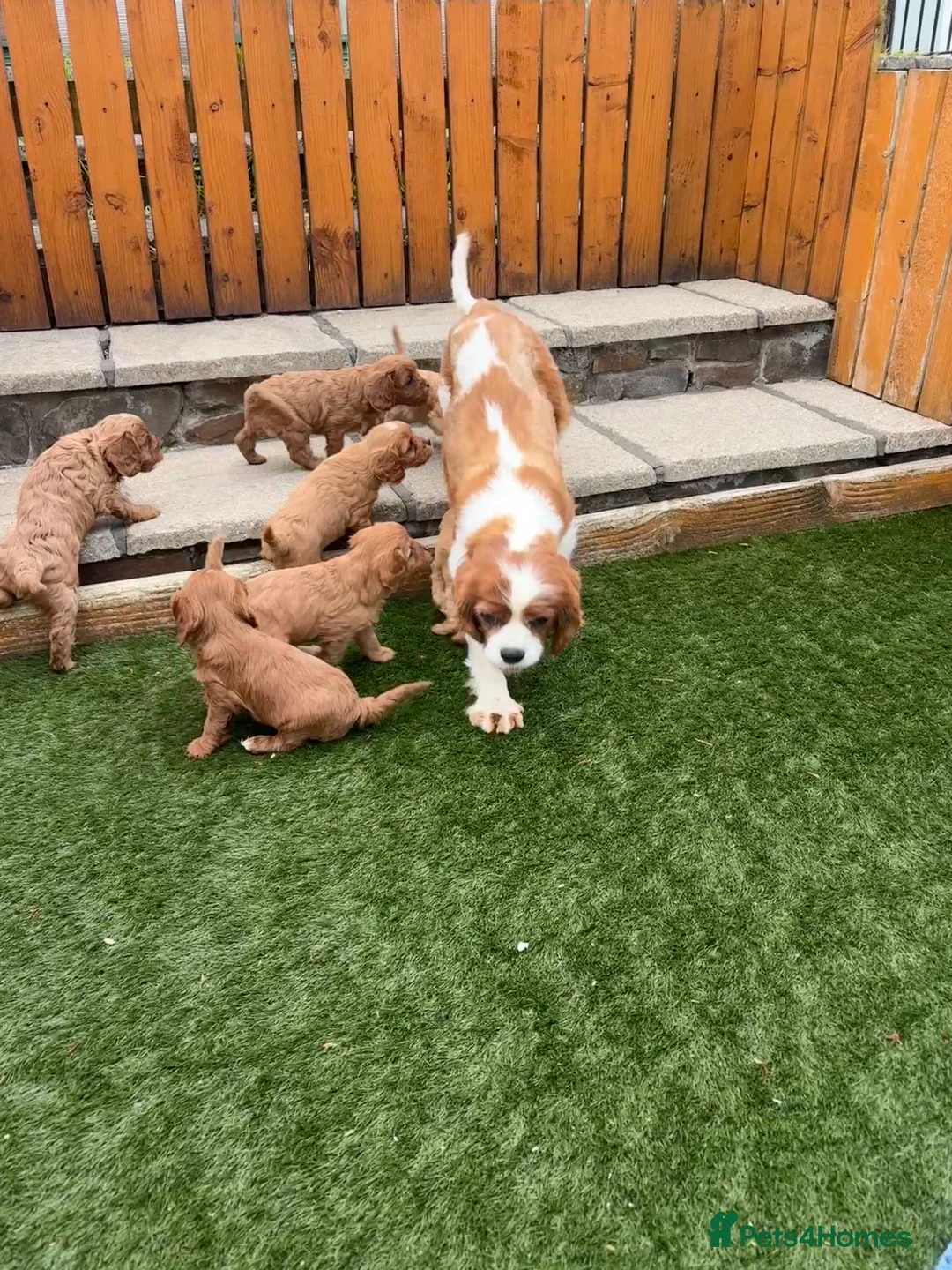Cavapoo dogs for sale: Stunning F1 Cavapoo pups, out of DNA tested parent - Advert 8