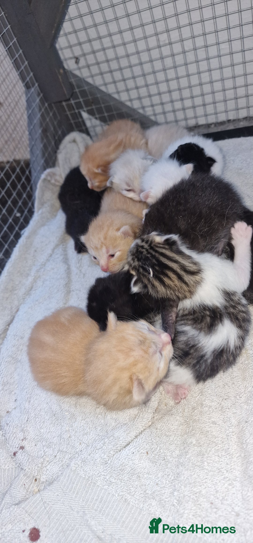 Maine Coon cats for sale: Mainecoon cross kittens - Image 5