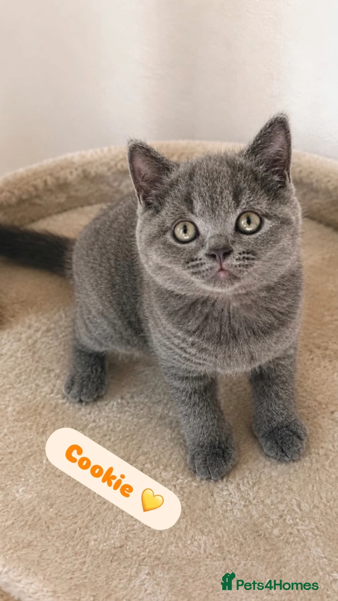 British Shorthair cats for sale: TICA Registered British Shorthair Kitten for Sale  - Advert 2