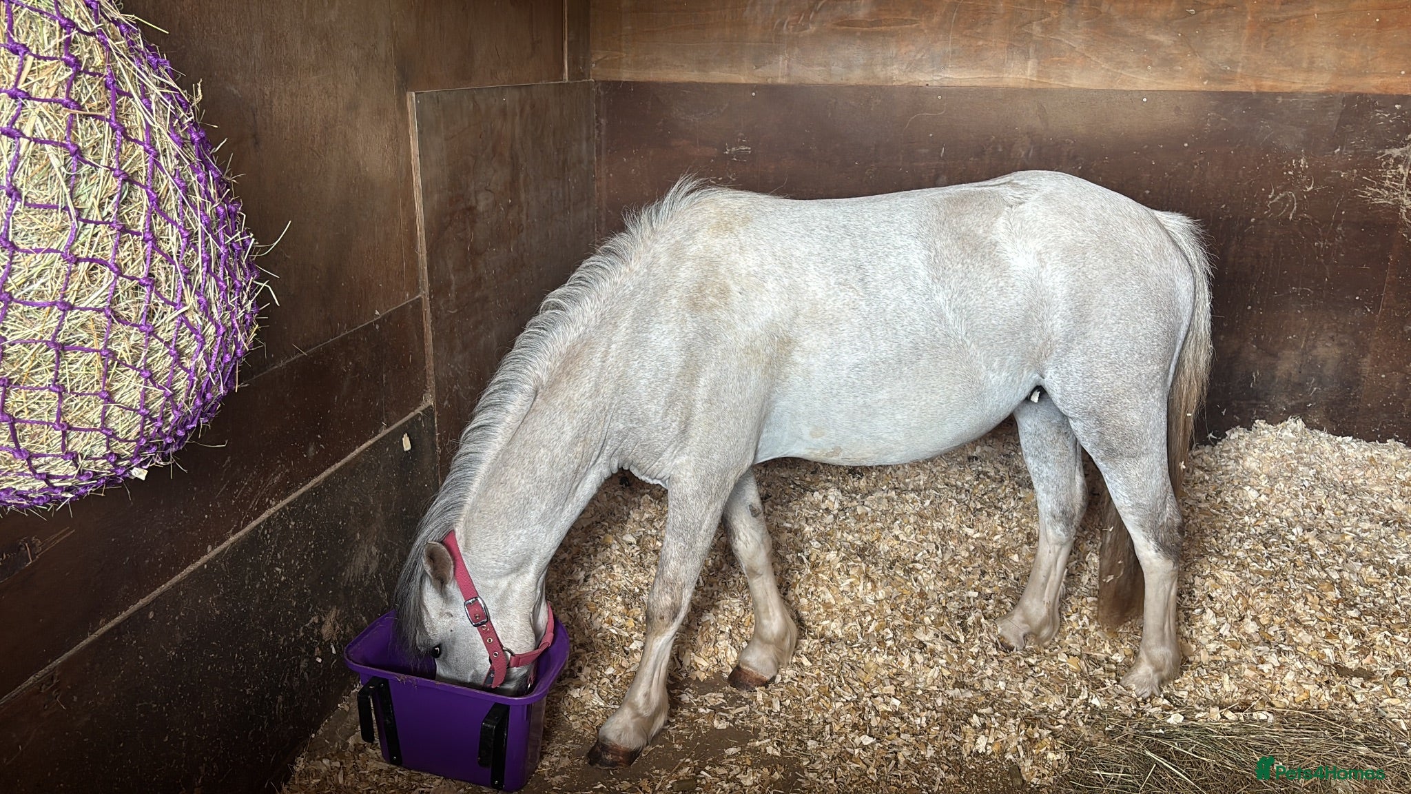 Welsh Section A horses Cheap… - Advert 3