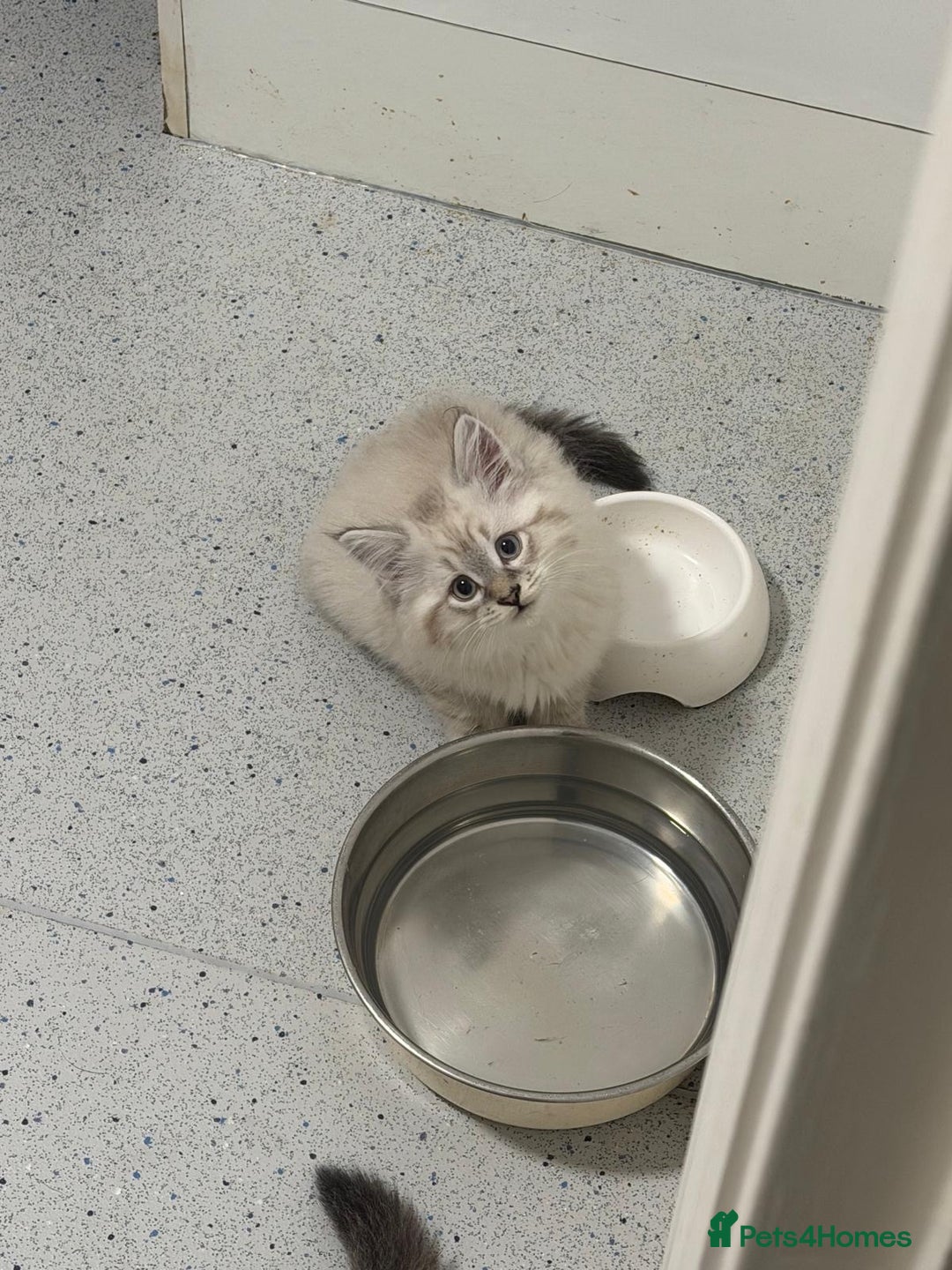 British Shorthair cats for sale: Half British shorthair half ragdoll kitten  - Advert 1