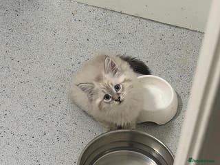 British Shorthair cats Half British shorthair half ragdoll kitten - Advert 7