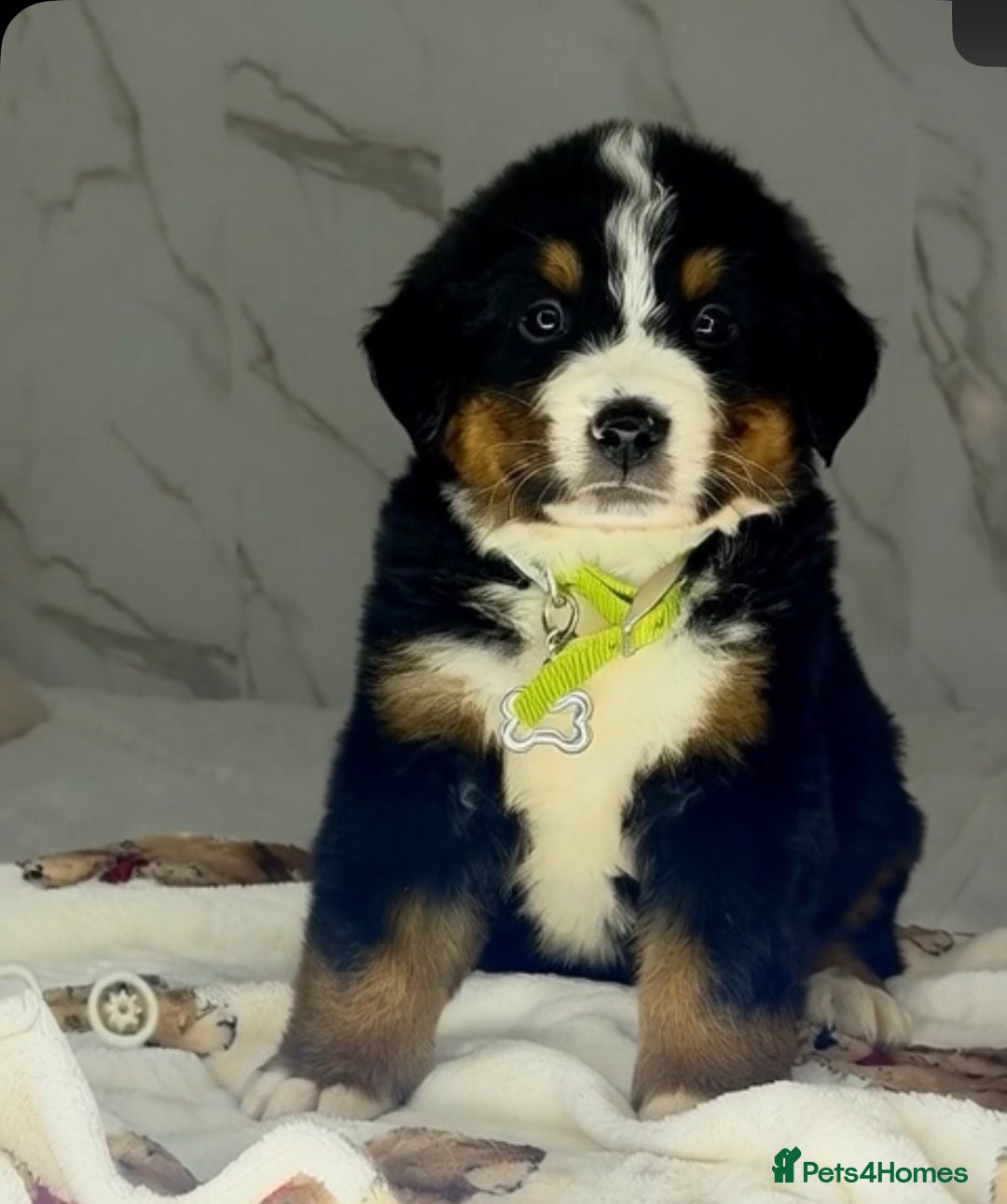 Bernese Mountain Dog dogs for sale: Bernese mountain puppies  - Advert 3