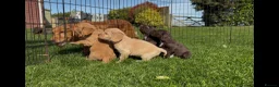 Cocker Spaniel dogs for sale: KC registered Cocker spaniel pups  in Pontefract - Advert 13