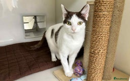 Domestic Shorthair cats for adoption: Hazel - Image 1