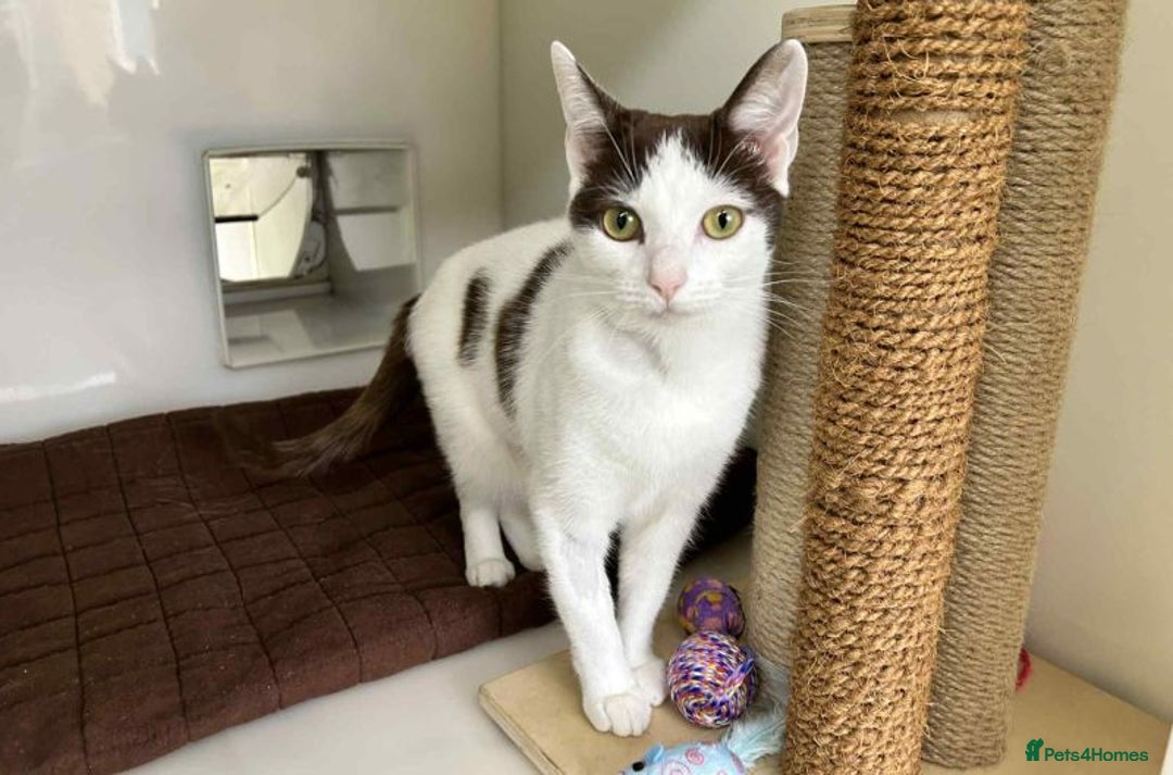 Domestic Shorthair cats for adoption: Hazel - Image 1