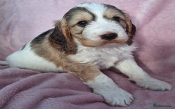 Cockapoo dogs for sale: Gorgeous F1b Cockapoo Puppies  Ready at 8 Weeks 🐾 - Image 1
