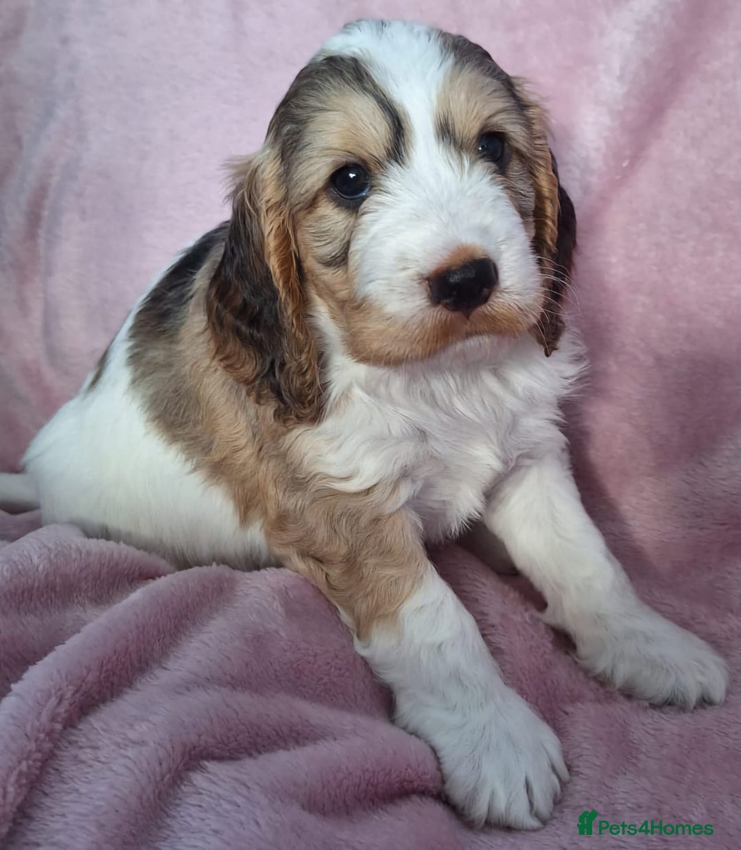 Cockapoo dogs for sale: Gorgeous F1b Cockapoo Puppies  Ready at 8 Weeks 🐾 - Image 1