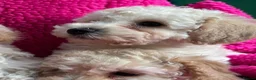 Poochon dogs for sale: 🌺3 POOCHON GIRLS in CHESHIRE🌺-Ready Fri  - Advert 11