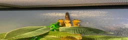 Gecko reptiles for sale: Harlequin gecko in Biggleswade - Advert 3