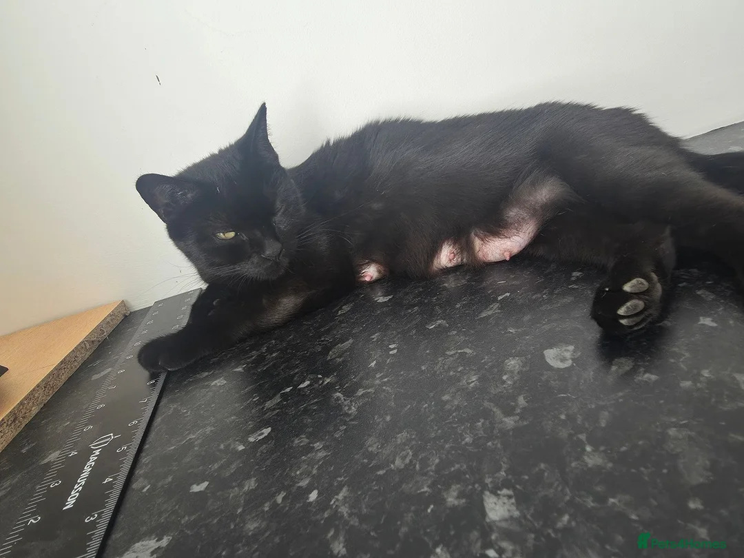 Mixed Breed cats for sale: Ready in a week in Romney Marsh - Advert 2