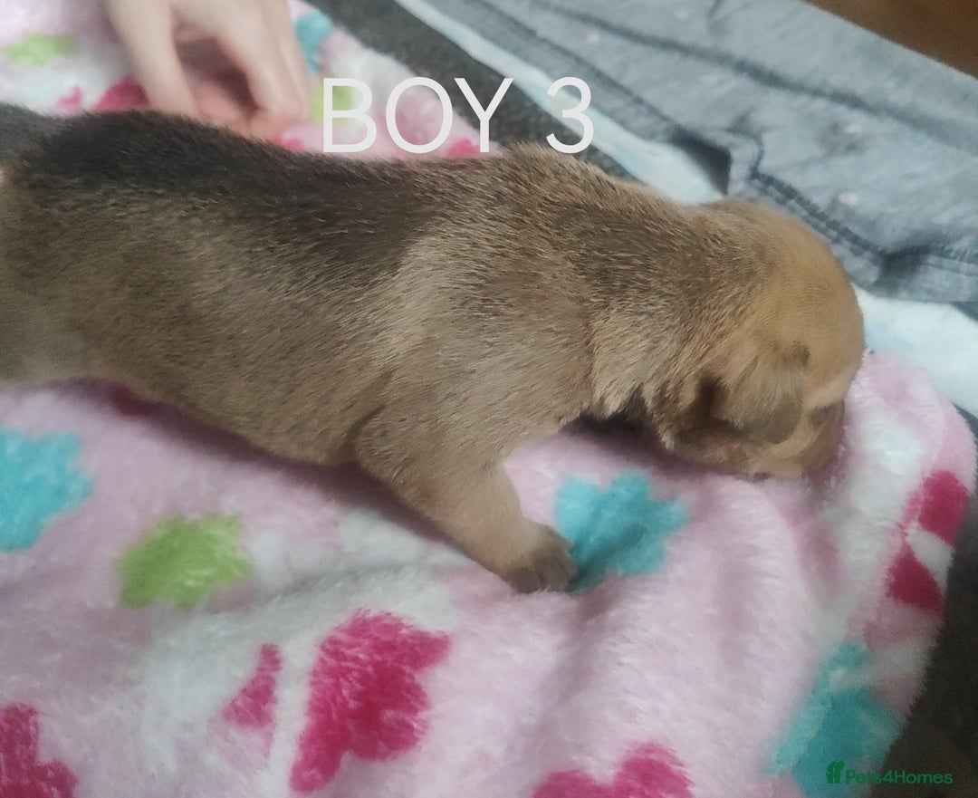 Mixed Breed dogs for sale: Lab x staff pups  - Image 13
