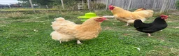 Chickens poultry for sale: Buff Orpington’s  - Advert 1