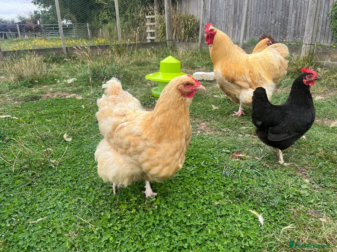 Chickens poultry for sale: Buff Orpington’s  - Advert 1