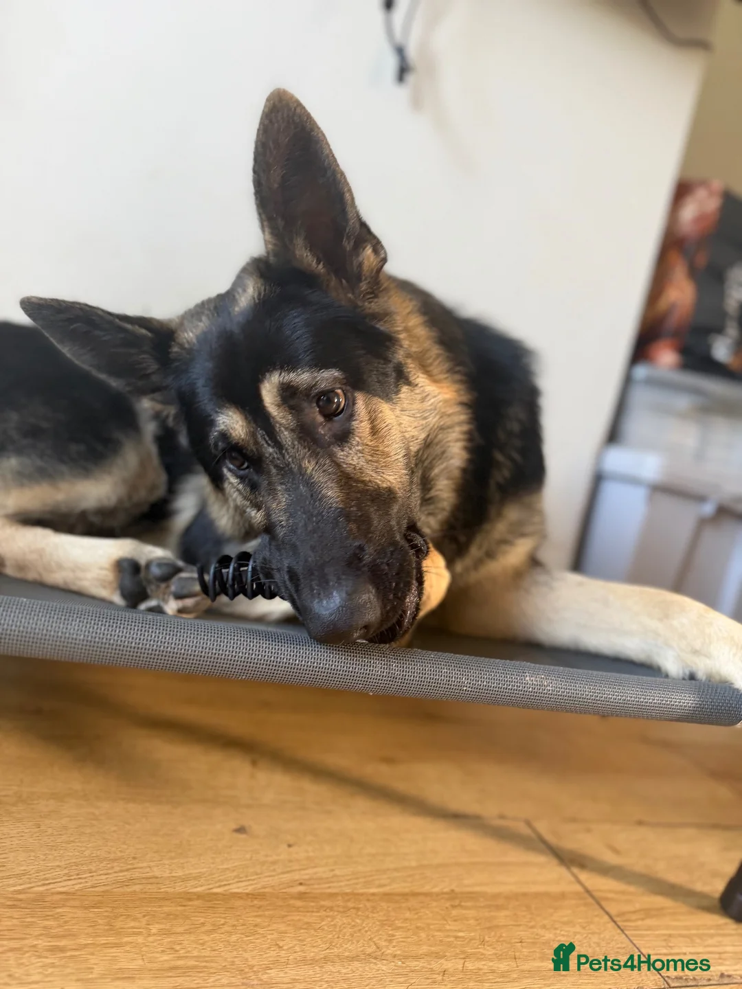 German Shepherd dogs for sale: Young German shepherd male  - Advert 1