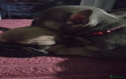 French Bulldog dogs for sale: French bull dog Puppies - Image 32
