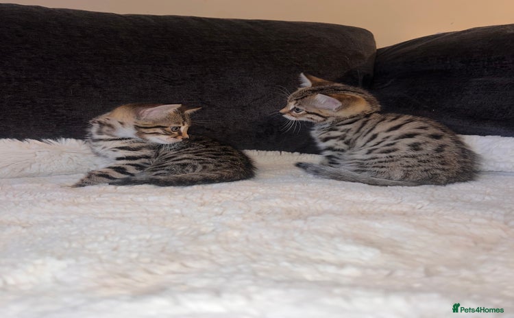 Bengal cats - Advert 4