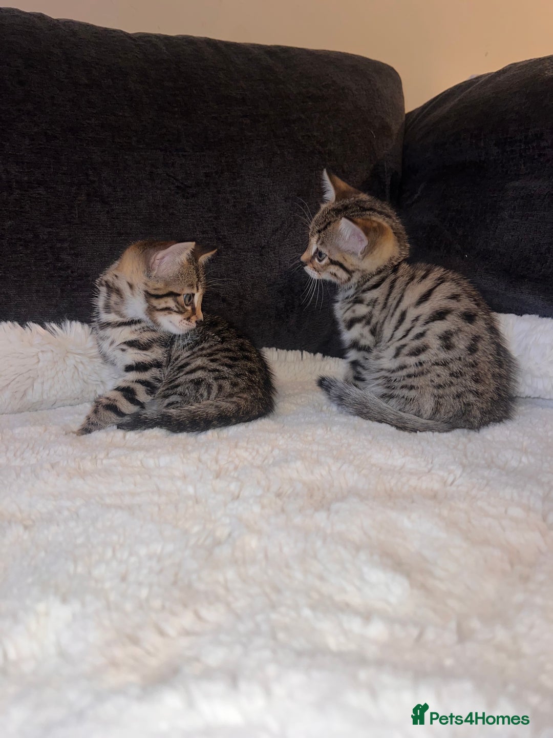 Bengal cats for sale: Female bengal kittens for sale  - Image 1