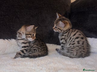 Bengal cats - Advert 6