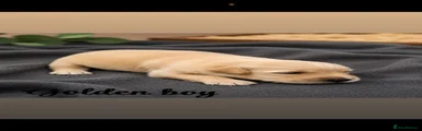 Golden Retriever 1