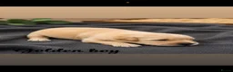 Golden Retriever dogs for sale: Stunning golden Retrever puppy’s  in Durham - Advert 5