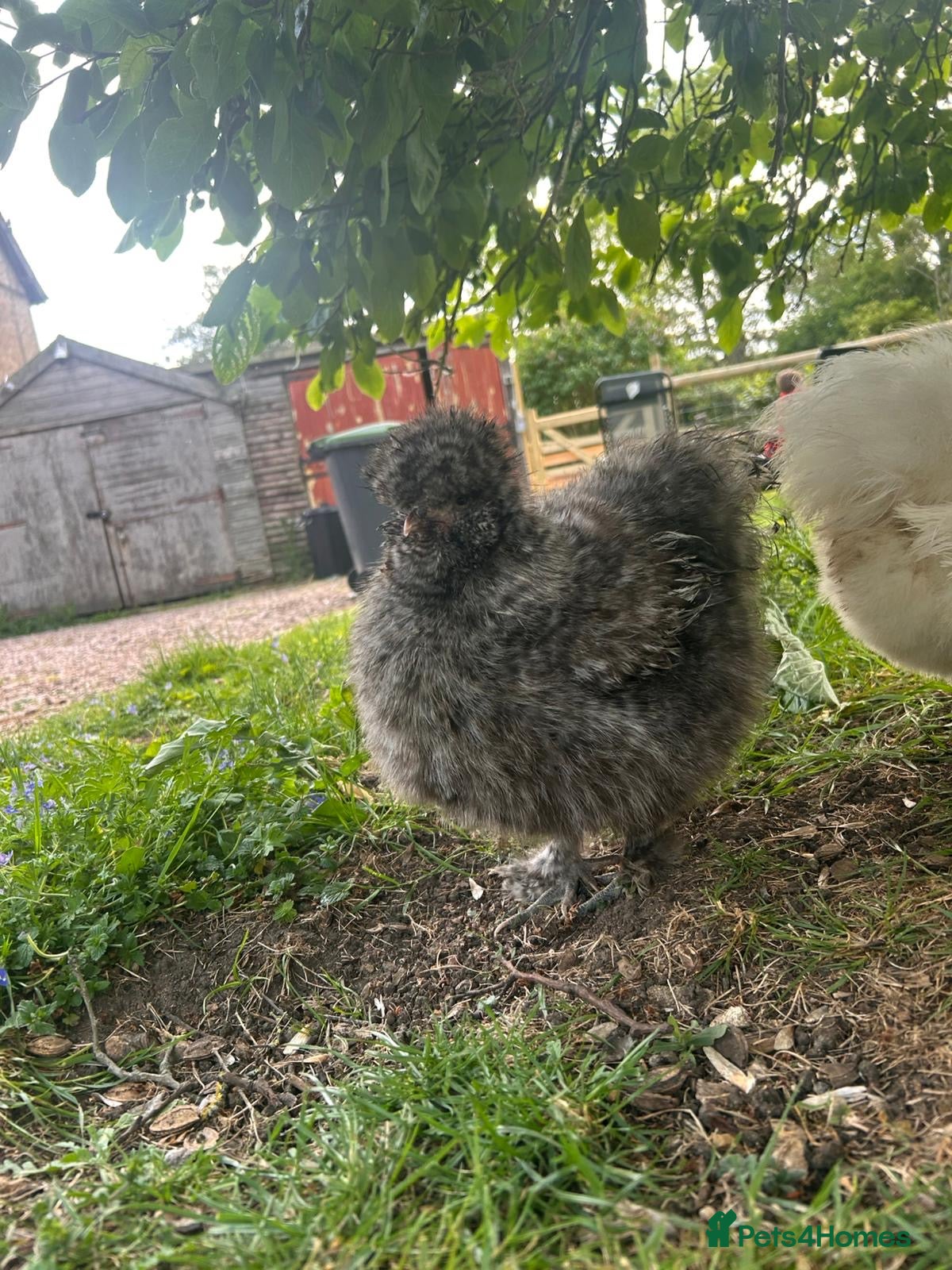 Chickens poultry for sale: Mixed Hatching Eggs  - Advert 9
