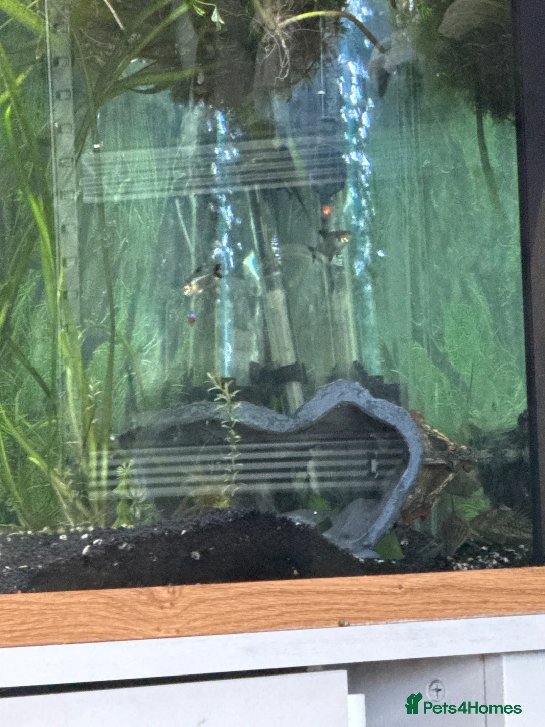 Plecos fish for sale: Tropical fish  - Advert 1