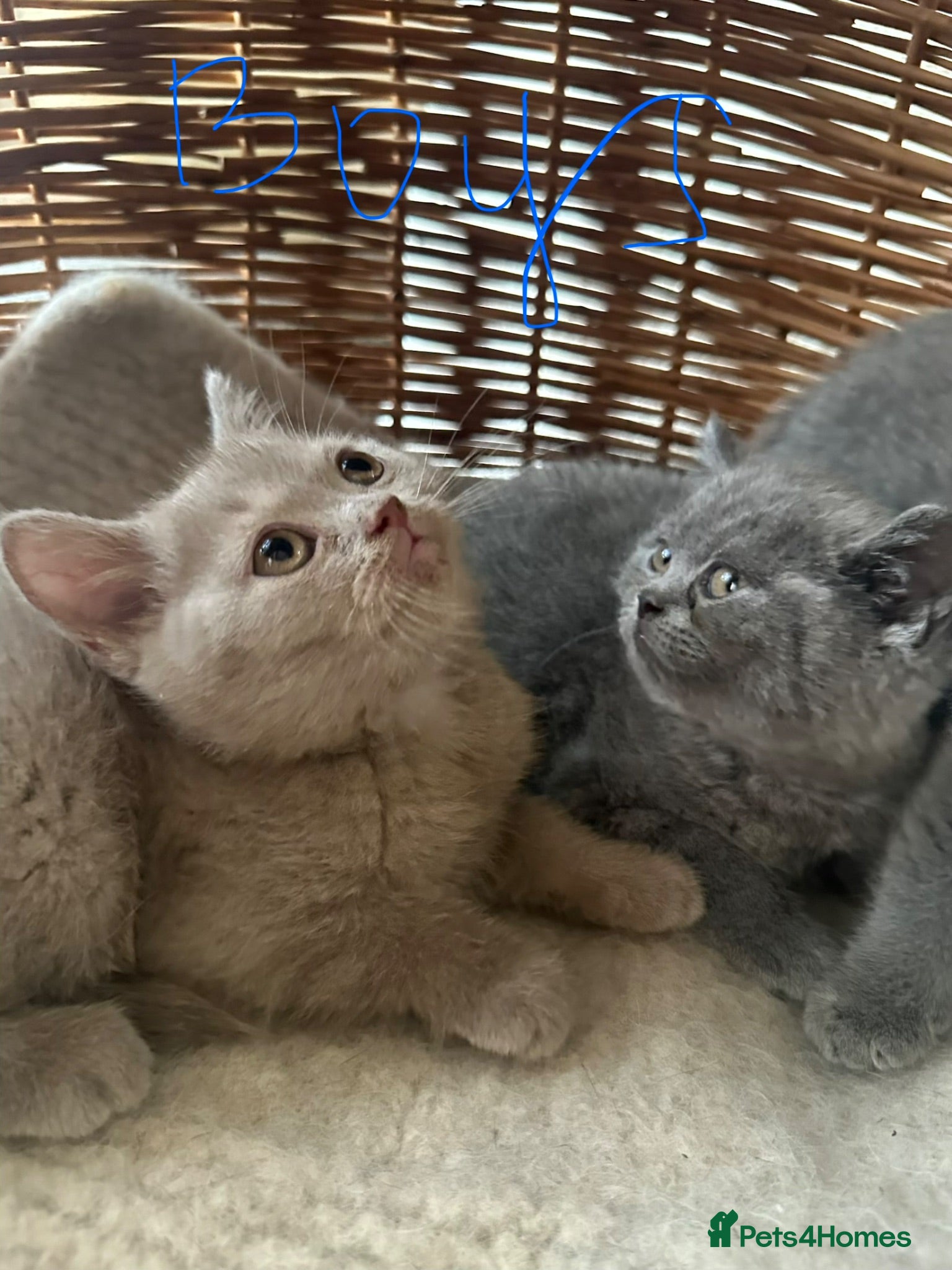 British Shorthair cats British Shorthair GCCF-registered Kittens  - Advert 1