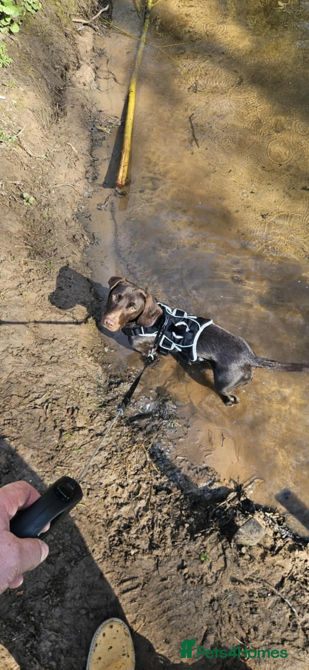 Mixed Breed dogs for sale: Dachshund cross springer 1 year old!  - Advert 6