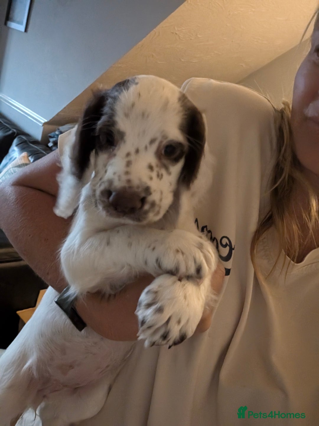 Cocker Spaniel dogs for sale: Working cocker spaniels  - Image 12