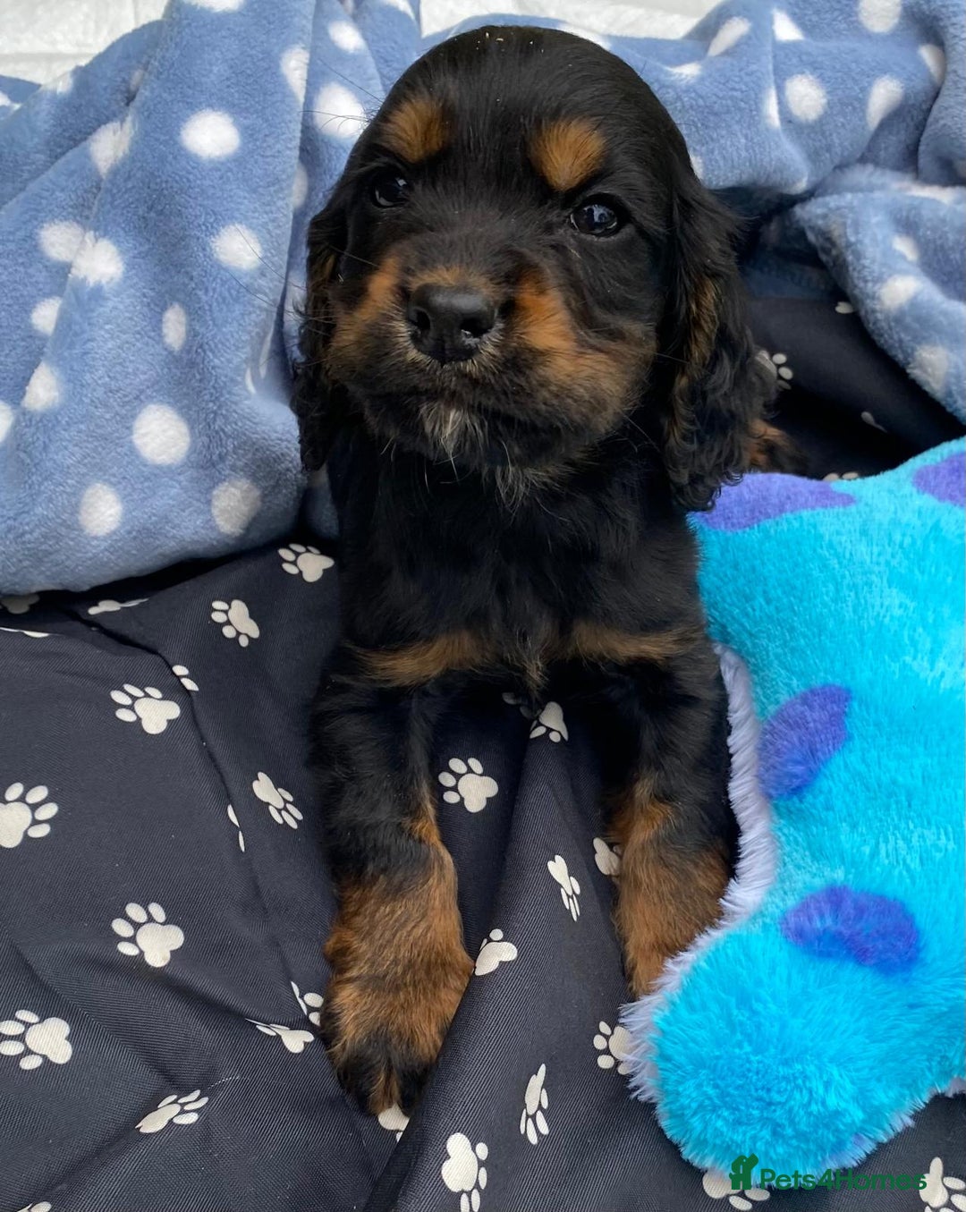 Cocker Spaniel dogs for sale: READY NOW WORKING COCKER SPANIEL PUPPYS - Image 10