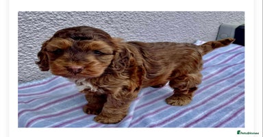 Cockapoo dogs - Advert 12
