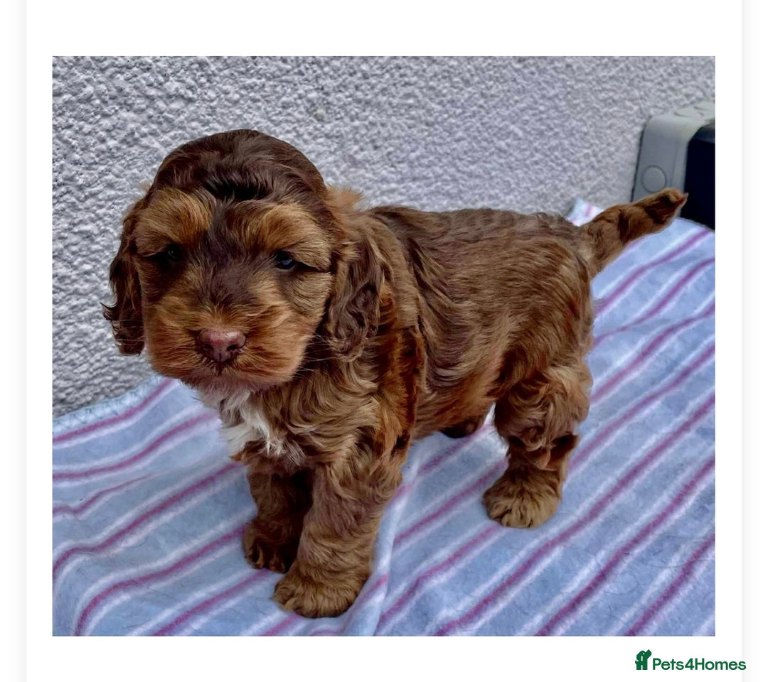 Cockapoo dogs for sale: Beautiful Little Toy Cockapoo - Image 2