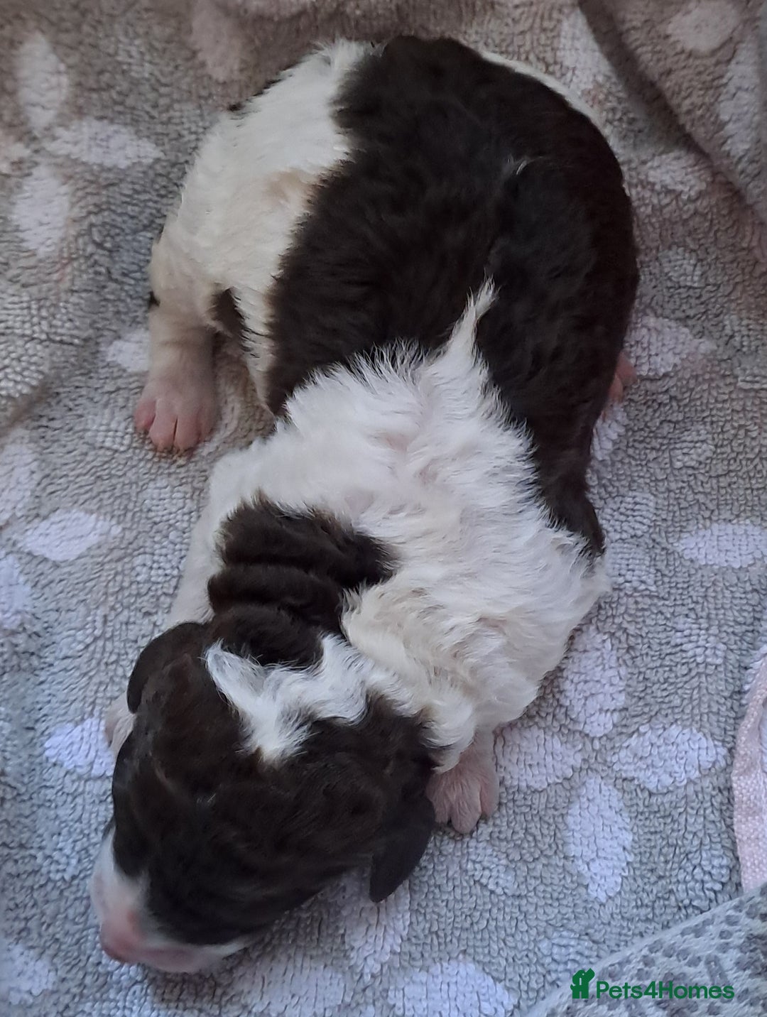 Labradoodle dogs for sale: Curly Coated Hypo-Allergenic Labradoodle Puppies   - Image 26