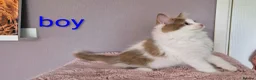 Munchkin cats for sale: Beautiful Munchkin kittens  - Advert 36