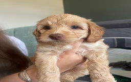 Cockapoo dogs for sale: 4 beautiful cockapoo puppies can be now be viewed  - Image 15