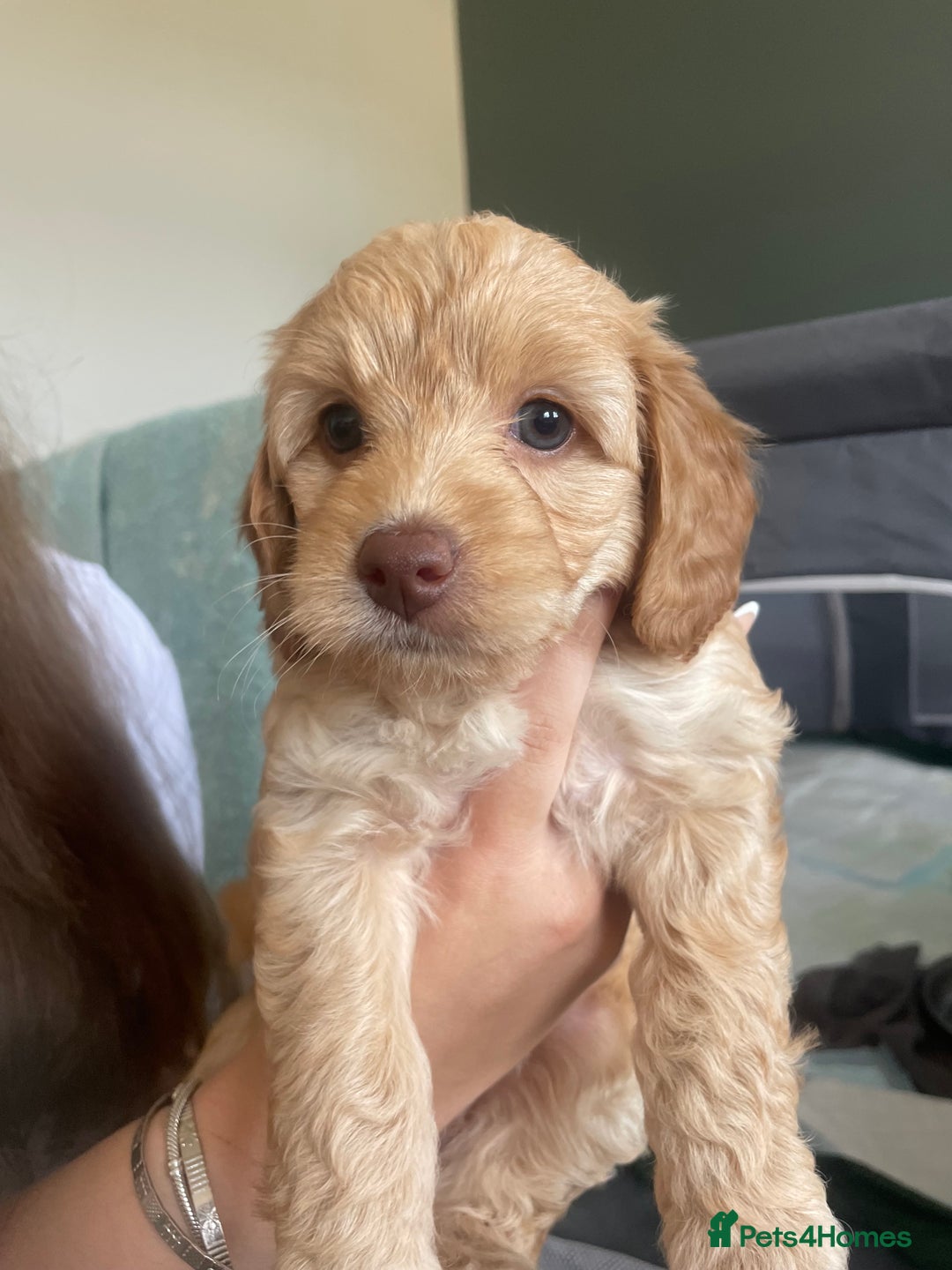 Cockapoo dogs for sale: 4 beautiful cockapoo puppies can be now be viewed  - Image 15