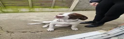 Mixed Breed dogs for sale: 5 month puppy Roxy - Advert 2