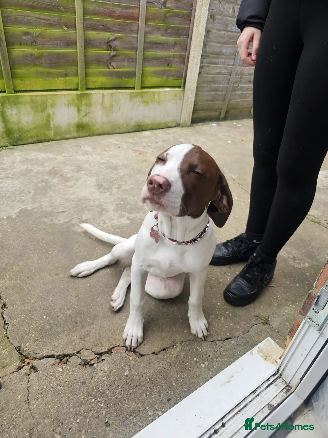 Mixed Breed dogs for sale: 5 month puppy Roxy - Advert 2