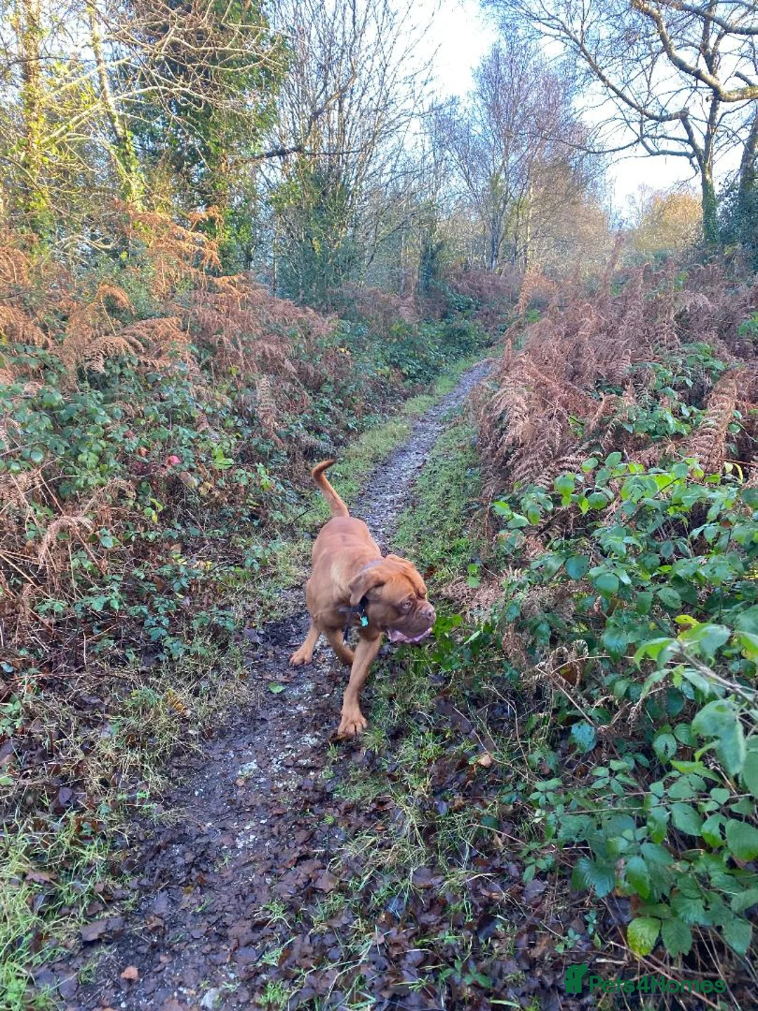 Dogue De Bordeaux dogs for sale: Happy boy looking for new home - Advert 2