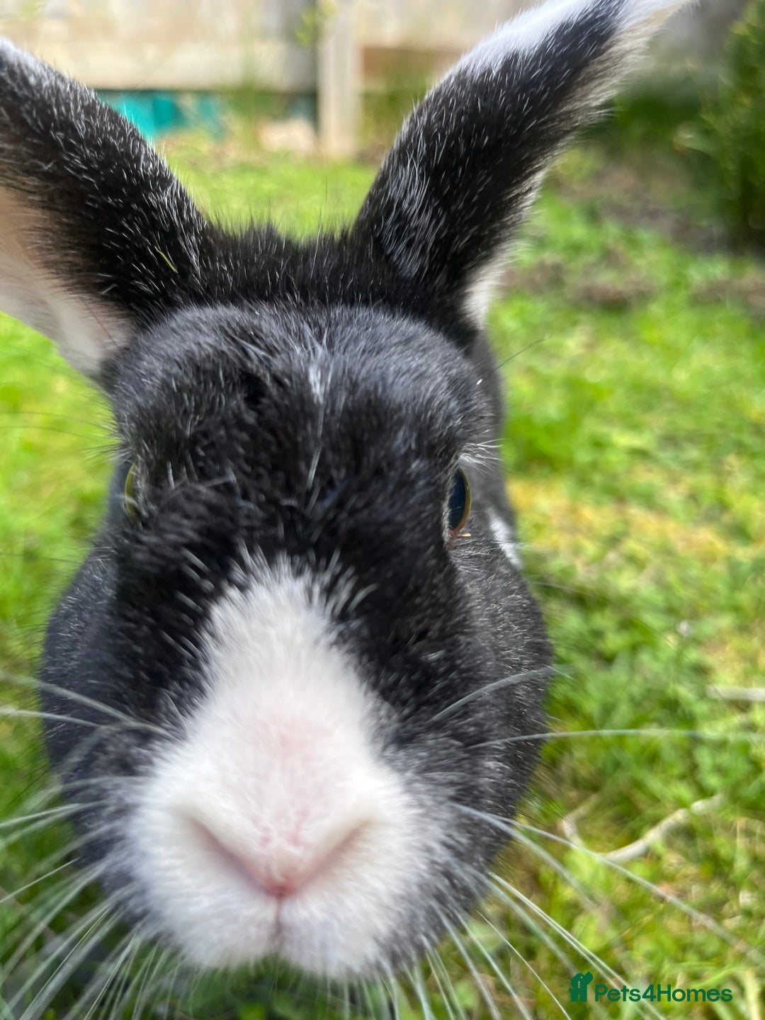 Mixed Breed rabbits for sale: Two female rabbits, can be sold separately  - Image 2